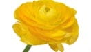 Ranunculus